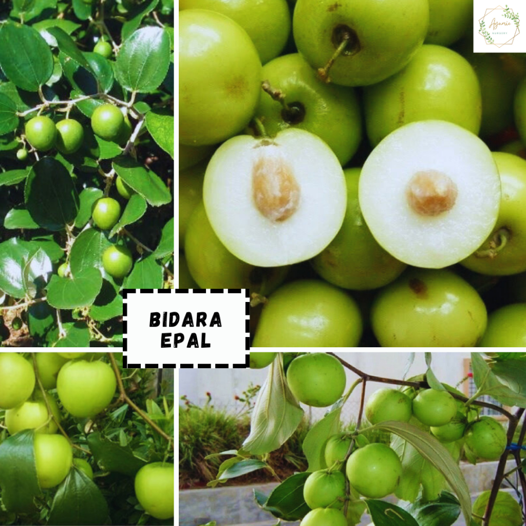 Pokok bidara epal /bidara jumbo murah | Shopee Malaysia