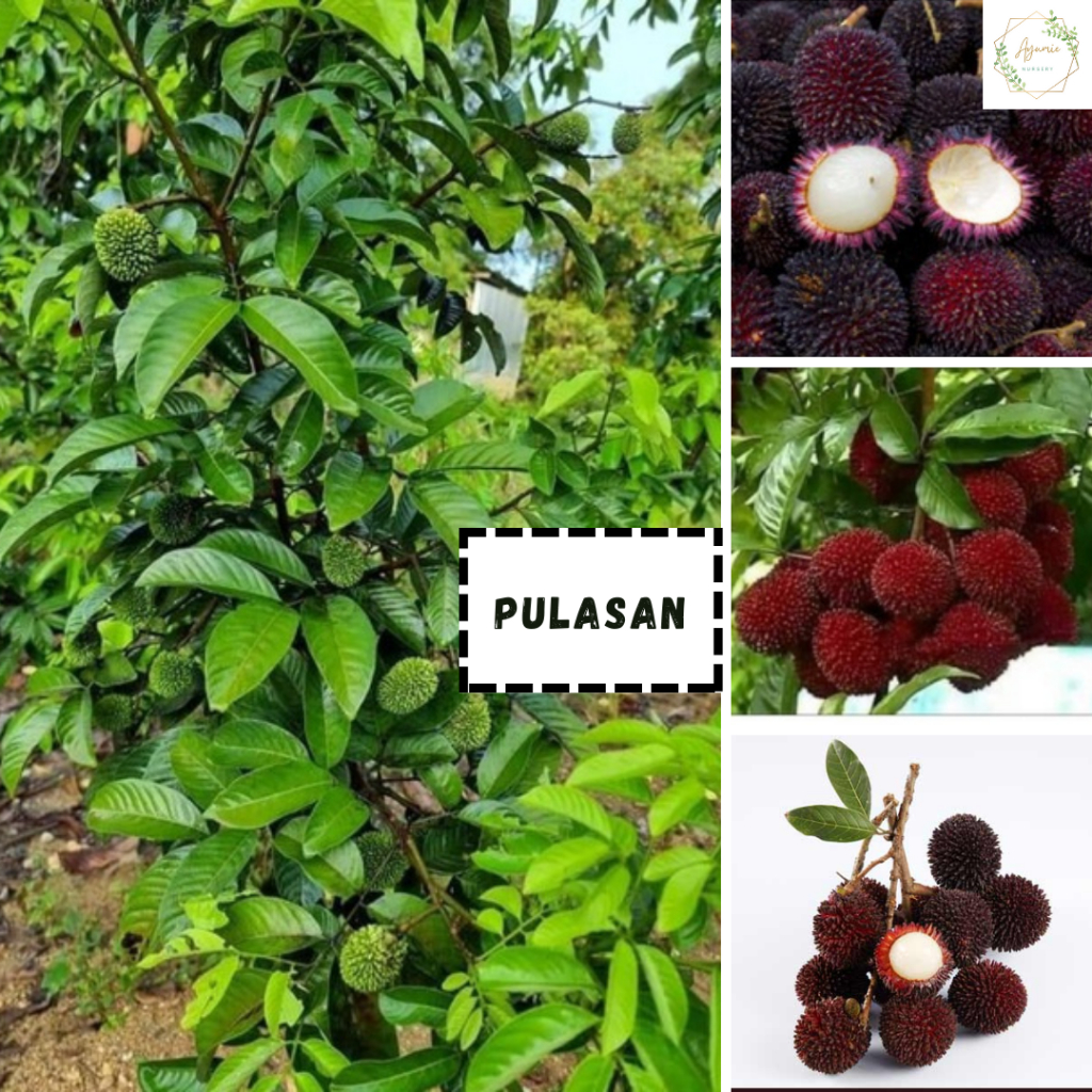 Pokok Pulasan Hybrid murah | Shopee Malaysia