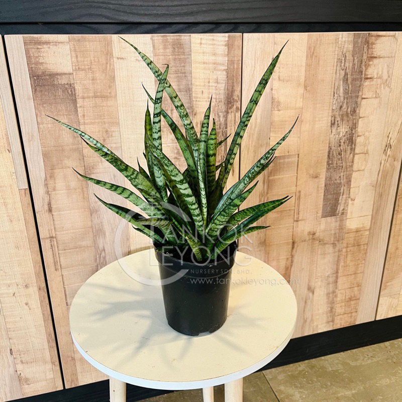 TKL - Sansevieria Stuckyi God. Leb | Shopee Malaysia