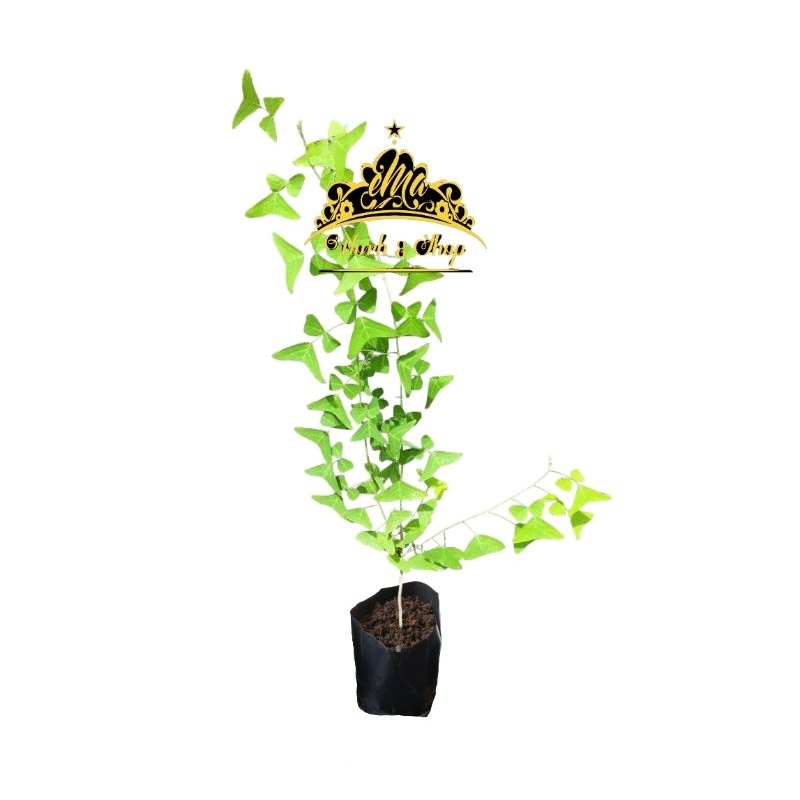 Anak Pokok Daun Rerama Hijau by emaworkandshopofficial | Shopee Malaysia