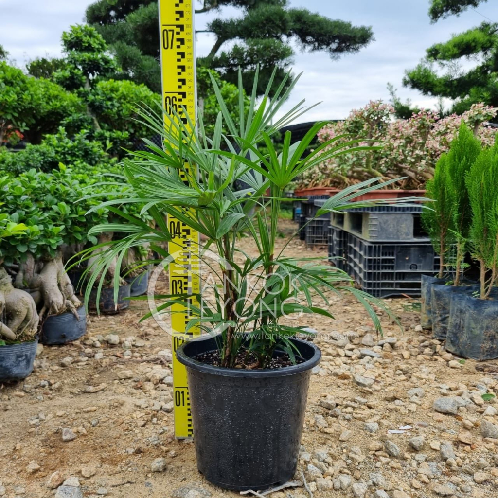 TKL Big Size Rhapis Multifida Ladyfinger Palm/Jade Empres/Needle Palm