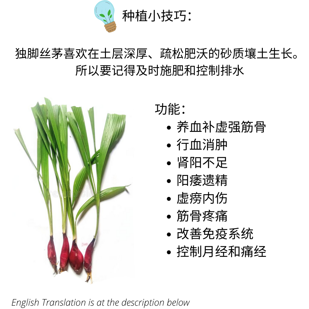 Dayak Onion 小红葱 独脚丝茅 仙茅 "穷人的田七" 珠葱 Shopee Malaysia