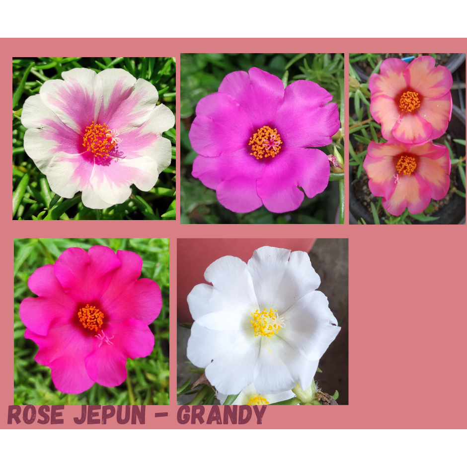 Ros Jepun GRANDY keratan / portulaca Big flower- Grandy / 日本玫瑰 | Shopee ...