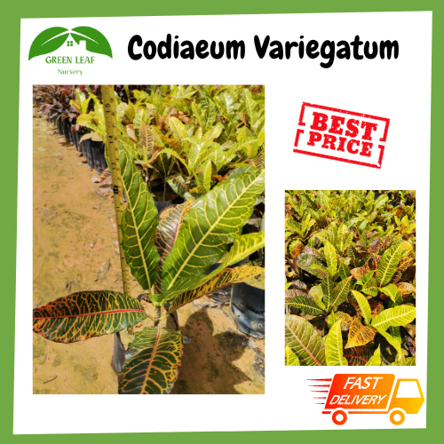 Green Leaf Nursery Codiaeum Variegatum /Pokok Hidup/变叶树/READY STOCK