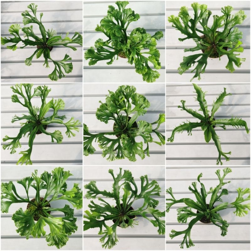 NMS / Asplenium Rare Fern / 8.5cm Pot Size / Fresh Plant / Live Plant