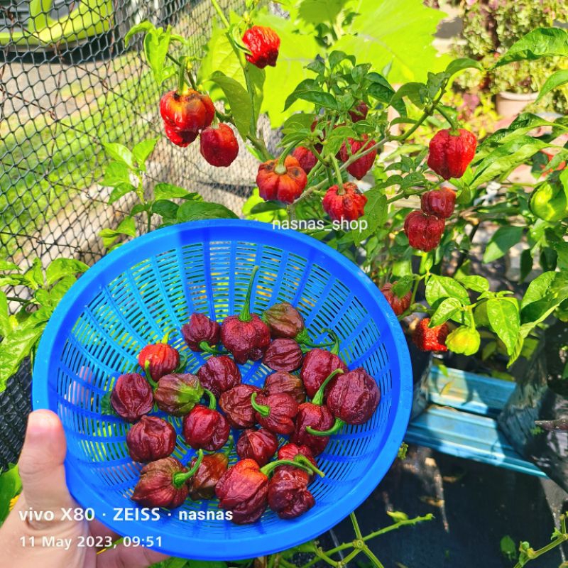 Pek Jimat Biji Benih Cili Lada Pelbagai Jenis Chili Seeds Variety