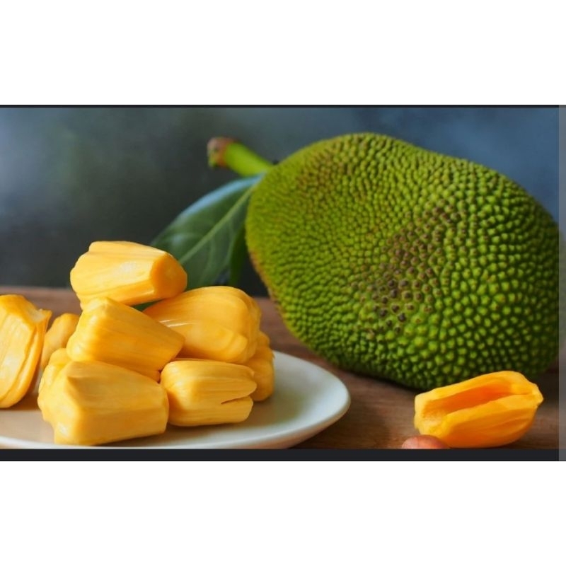 Nangka Madu Honey Jackfruit Shopee Malaysia