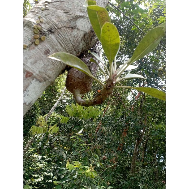 Pokok Raja Satong Murah² | Shopee Malaysia