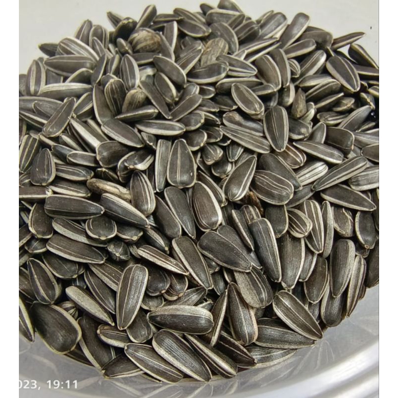 Sunflower seeds Sprouts Seed Microgreens Biji Bunga Matahari 太阳花芽種子 500 gram Shopee Malaysia