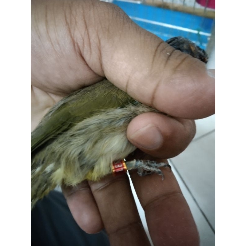 Ring Burung Merbah Lekir/Kapor/Jambul(Donat) | Shopee Malaysia