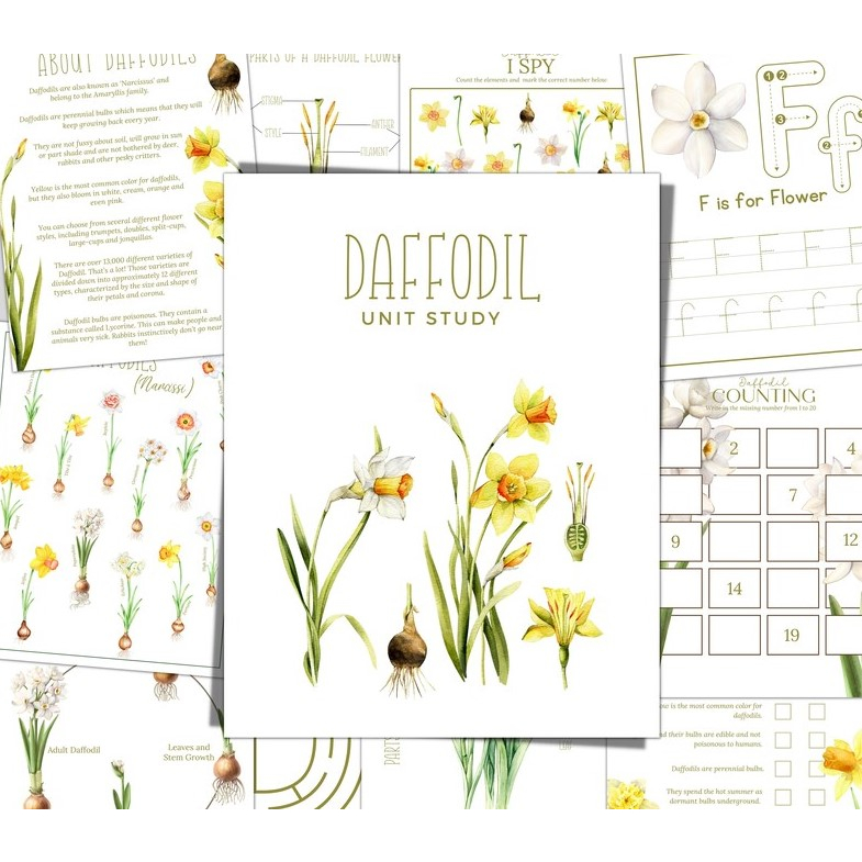 PDF] Daffodils Unit Study Home Learning Kids Printable Montessori