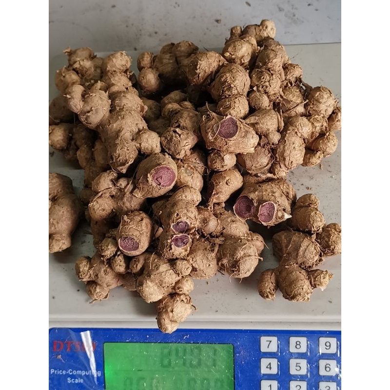 Malaysian Black Ginger/ Kunyit Hitam 400gm | Shopee Malaysia