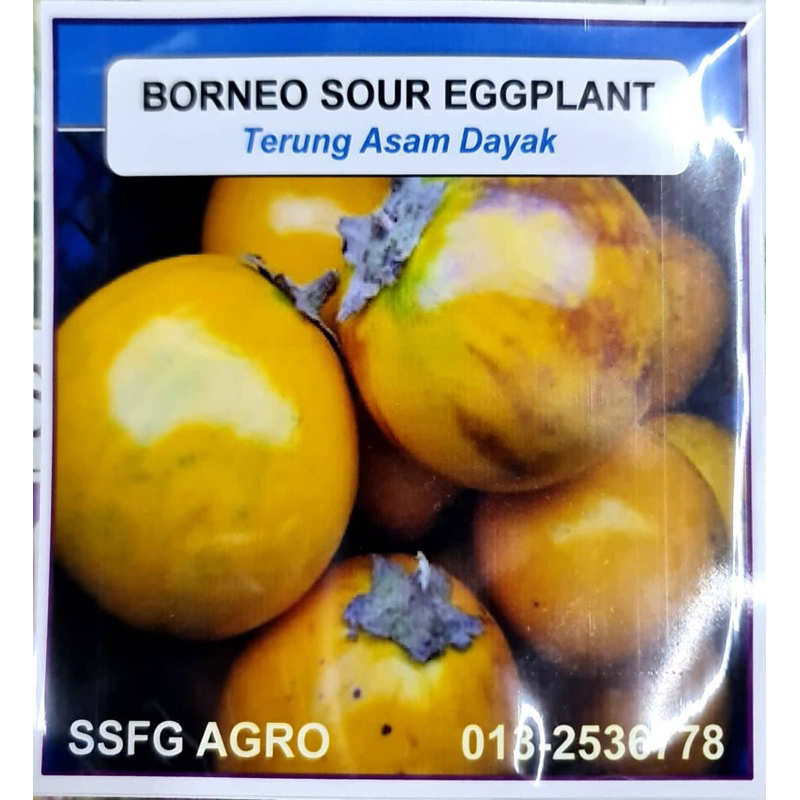 Benih Terung Asam Dayak Borneo 100 Biji Benih Shopee Malaysia 9915