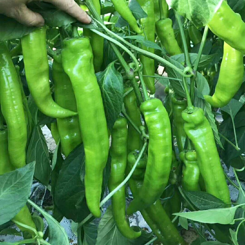 Benih Lada Besar Pokok Rendah 20pcs/特大大辣椒(矮树结果) | Shopee Malaysia