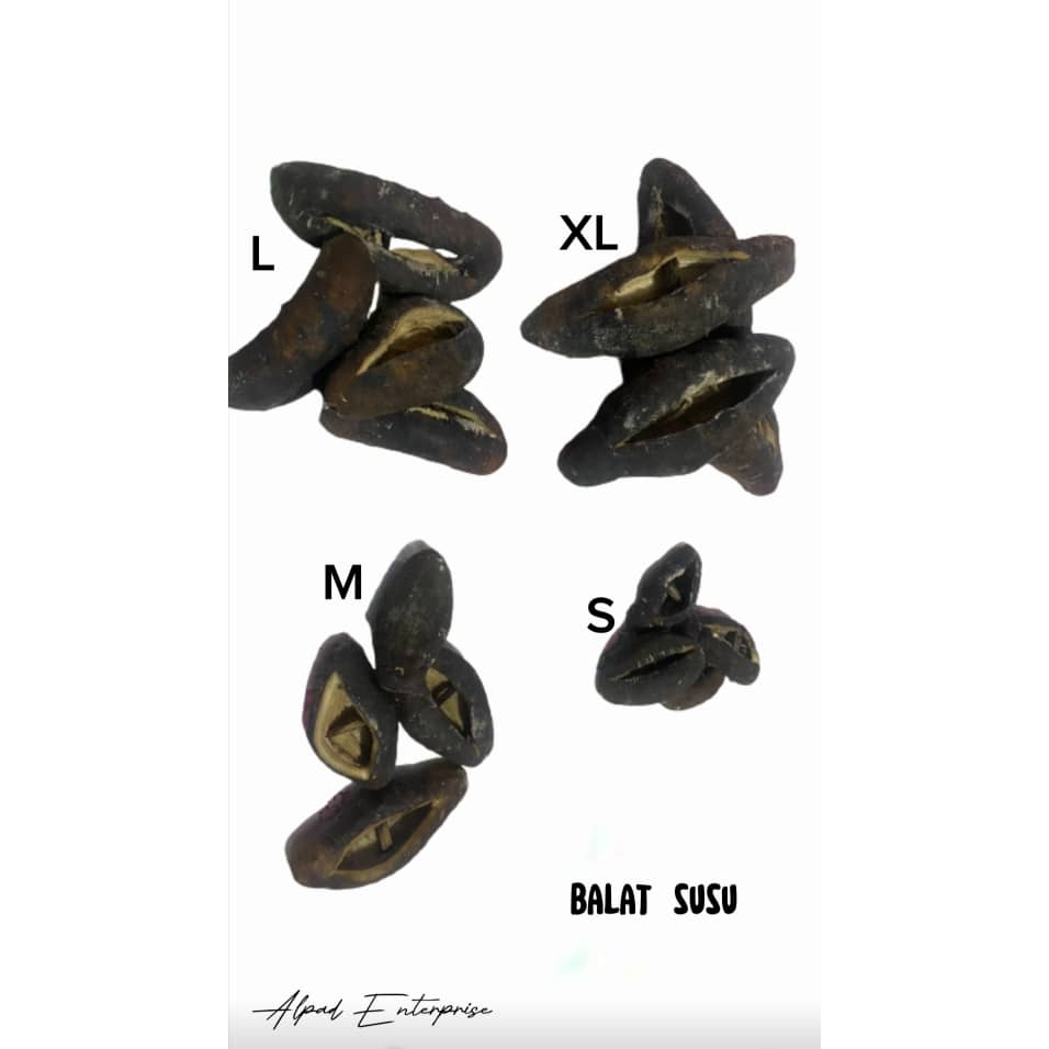 Balat susu/ sea cucumber/dried sea cucumber/Timun laut/Saiz L Shopee