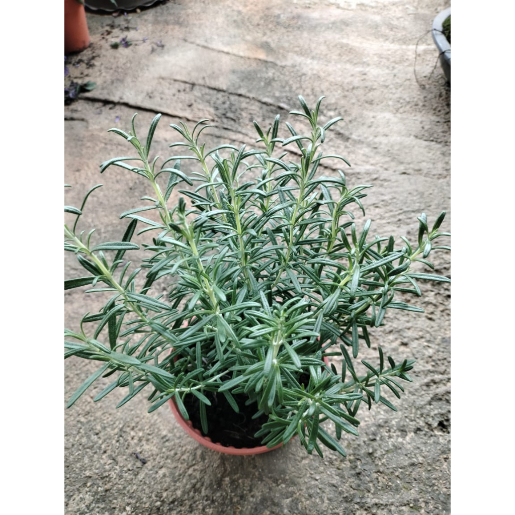 Rosmari / Rosemary / DALAM PASU / pokok herba rosemary Pokok Hidup ...