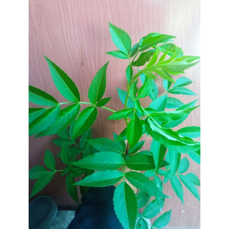 Pokok Ubat Gatal-gatal; Mambu Ash | Shopee Malaysia