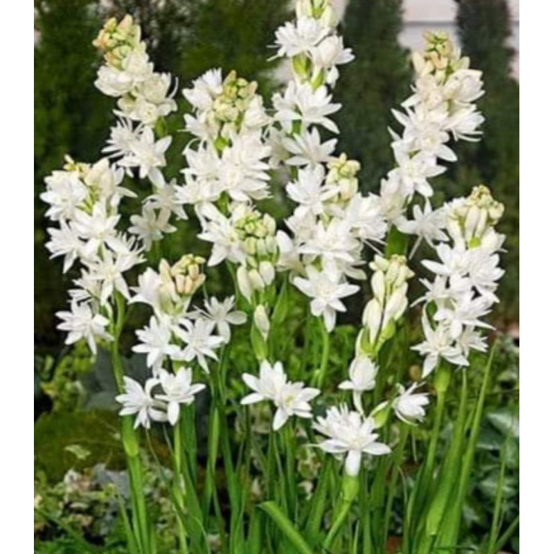 Buy bunga harum sundal malam Online With Best Price, Jul 2026 | Shopee ...