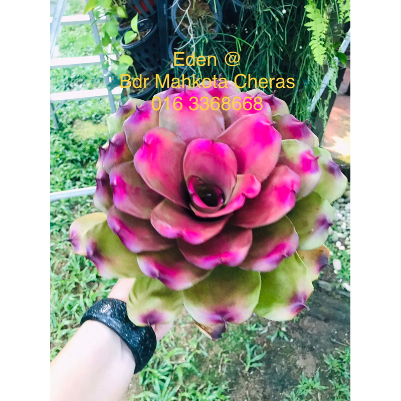 Neoregelia Ninja Roses ( 積水风梨/Bromeliad ) | Shopee Malaysia