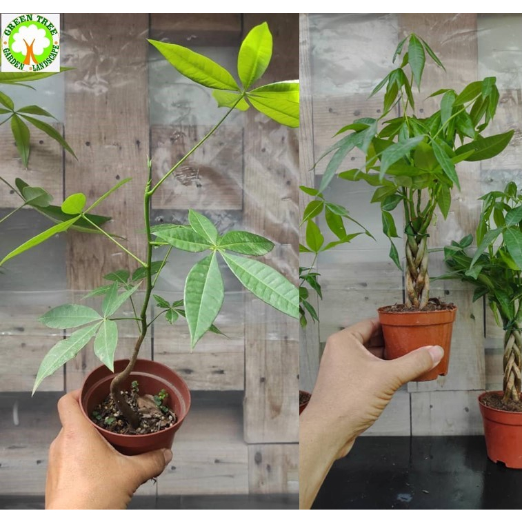INDOOR PLANT - Pachira Aquatica Money Tree Ornamental 发财树 / 搖钱树 for ...