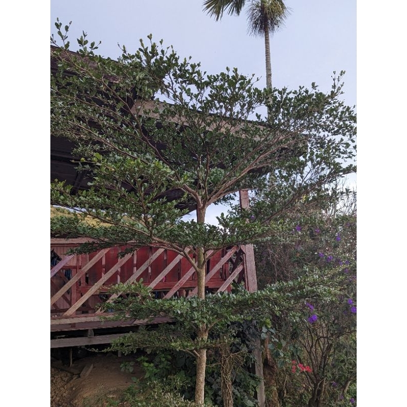 Keratan Batang Bucida Tree | Shopee Malaysia
