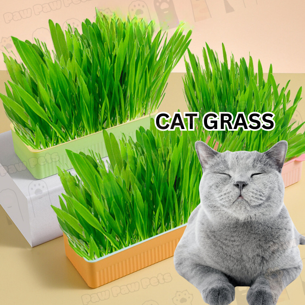 Cat Grass Seed Organic Wheatgrass No Soil Needed Rumput Kucing Biji Benih Tidak Perlu Tanah