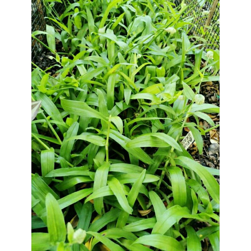 Keratan Rumput (BUKAN ANAK POKOK)Siti Khadijah/Angel Grass/Beijing ...