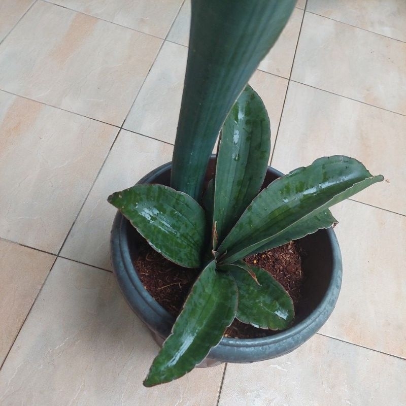サンスベリア sinus-simiorum R979 v A 🔥Rare🔥 Sansevieria Sinus-Simiorum R979 | Shopee Malaysia