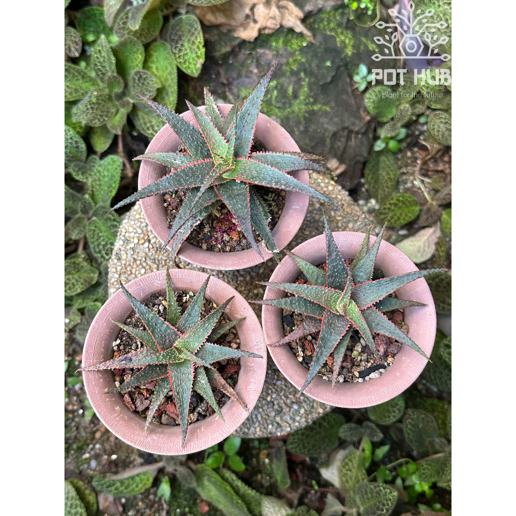 POTHUB Bare Root Sansevieria, Sansevieria Variegated, Euphorbia