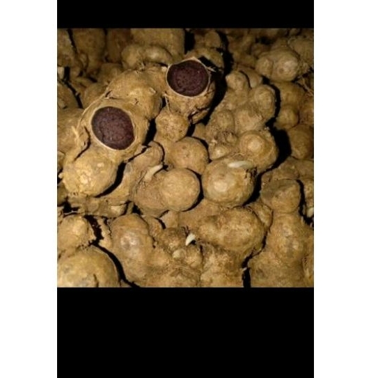 RIZOM KUNYIT HITAM THAILAND FRESH ORIGINAL HARGA NI UTK SABAH SARAWAK ...