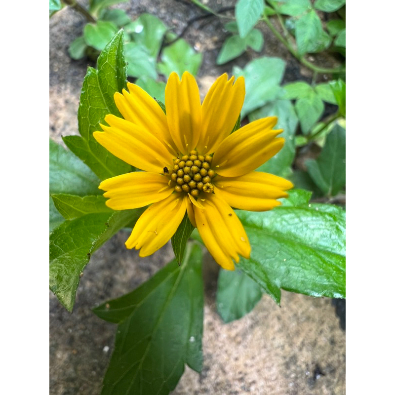 Keratan Pokok Wedelia Singapore Daisy Bunga Matahari Kecil Daisy Sphagneticola