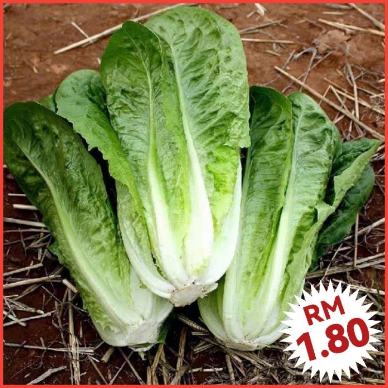 Lettuce Seeds 300 Biji Benih Salad Broadleaf Lettuce 宽叶油麦菜种子