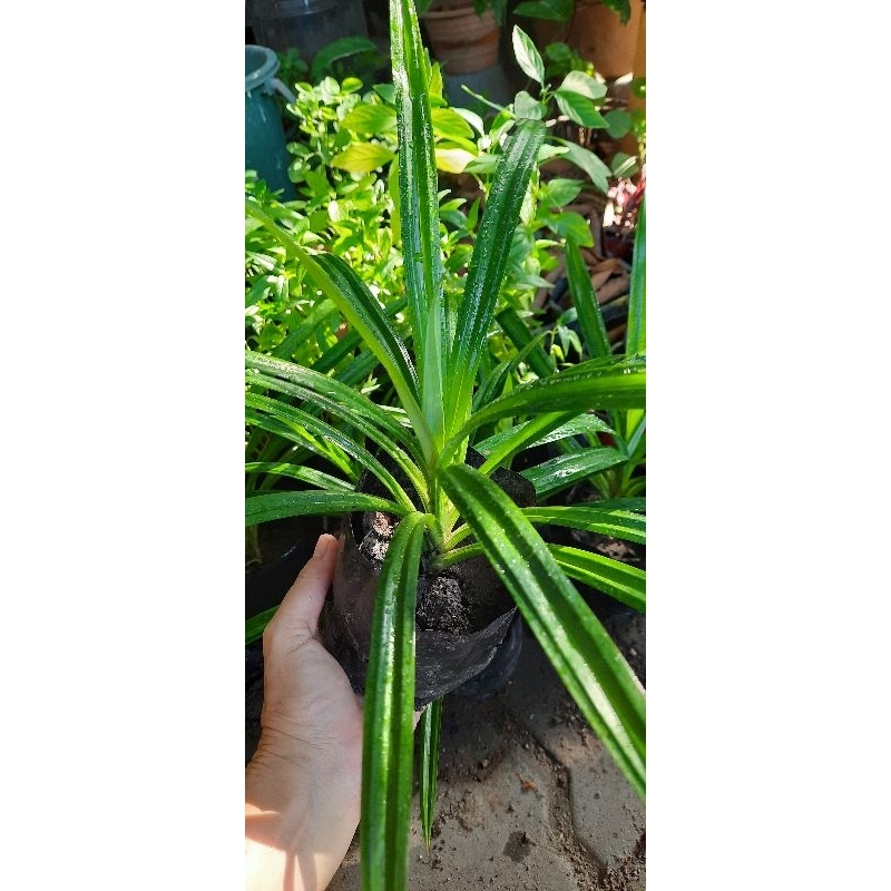 現貨(ready stock)/班兰叶苗/pandan leaf sapling/ anak pokok daun pandan ...