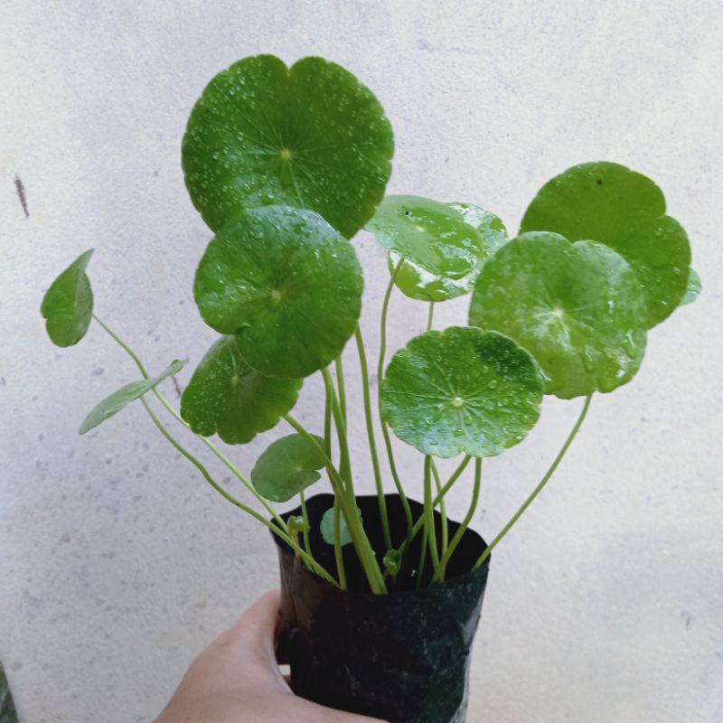 Pokok Pegaga Air Ulaman Sihat | Shopee Malaysia
