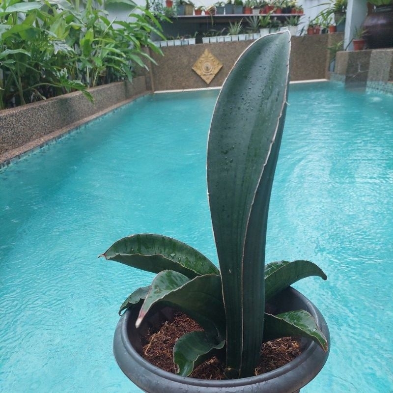 🔥Rare🔥 Sansevieria Sinus-Simiorum R979 | Shopee Malaysia
