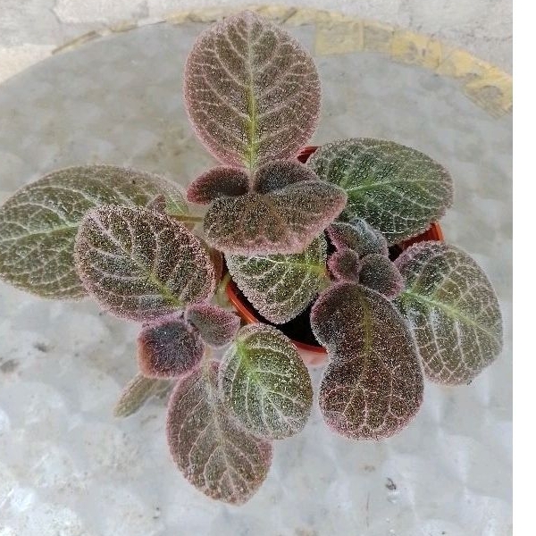 Episcia Country Kitten (Gesneriaceae) | Shopee Malaysia