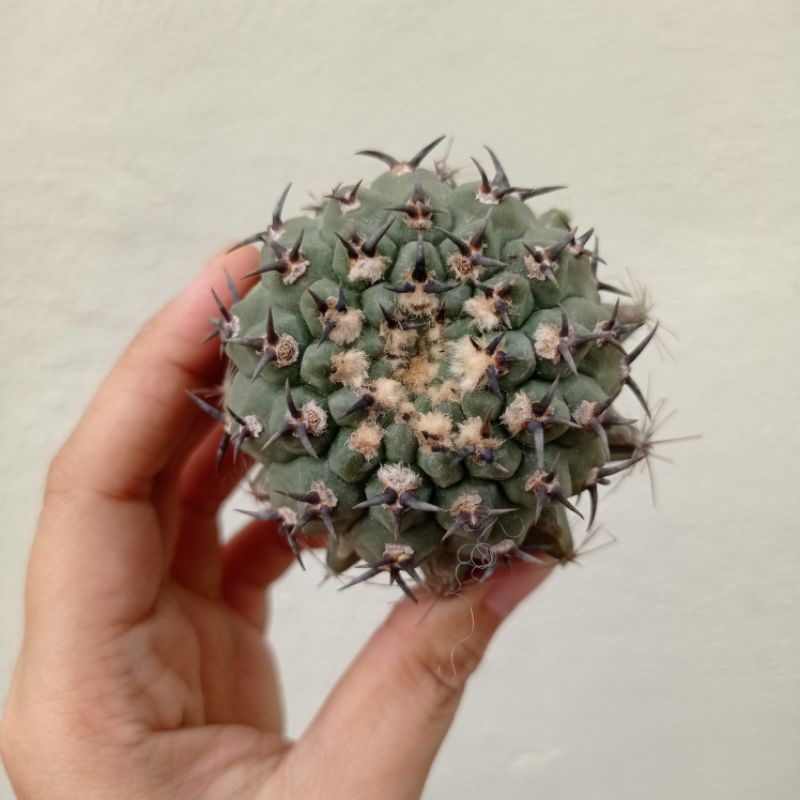 Cactus (Gymnocalycium asterium f.nigrispina 黑刺鳳頭) | Shopee Malaysia