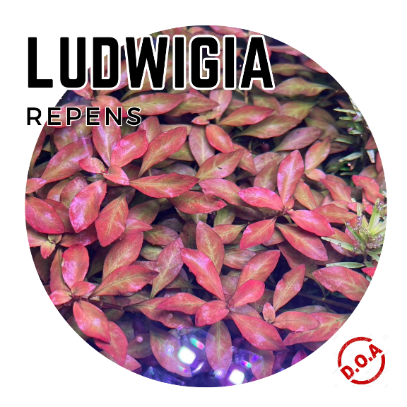 [Aquatic Plant] Stem Plants Ludwigia Repens Pink Orange Aquarium
