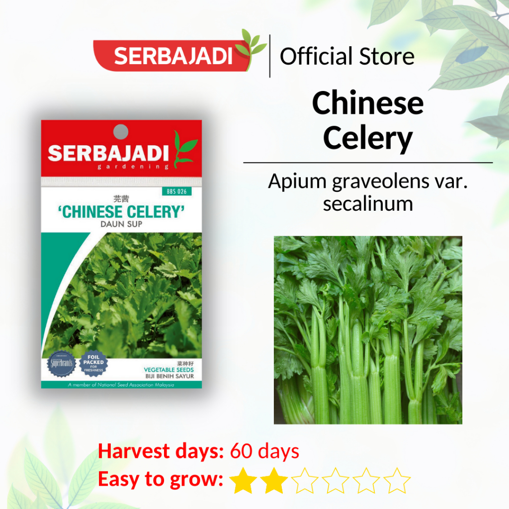 Serbajadi Vegetable Seed Chinese Celery Biji Benih Sayur Daun Sup Sayur Wangi Bbs026 1g