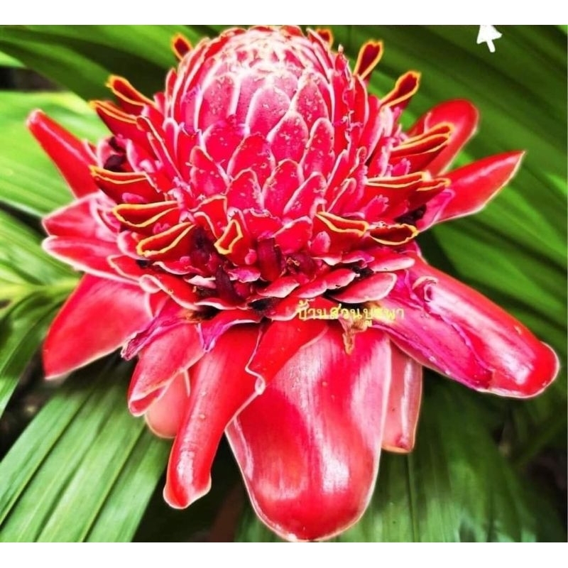 restock Rhizom Bulb Kantan tulip torch ginger Merah Menyala, Putih