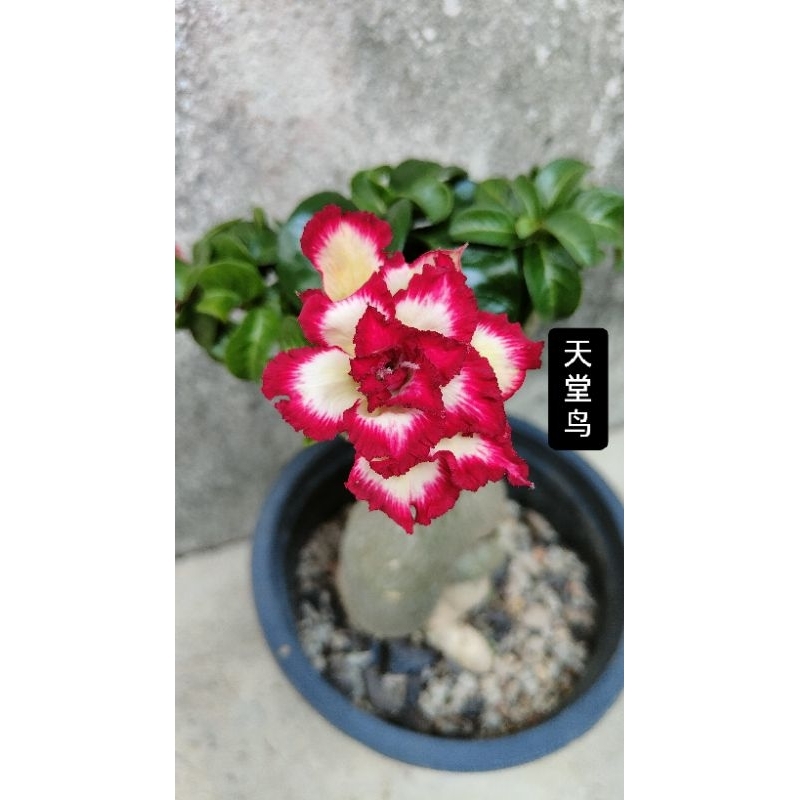 Mini Adenium Obesum Bonsai ID Heaven Bird 天堂鸟 迷你富贵花 | Shopee Malaysia