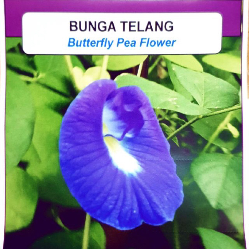 BENIH BUNGA TELANG ATAU BUTTERFLY PEA FLOWER (50 SEEDS) | Shopee Malaysia