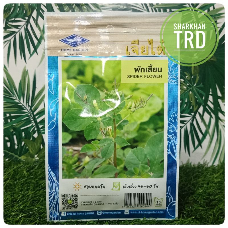 Paket Biji Seeds Maman Spider Flower Chia Tai Home Garden Biji