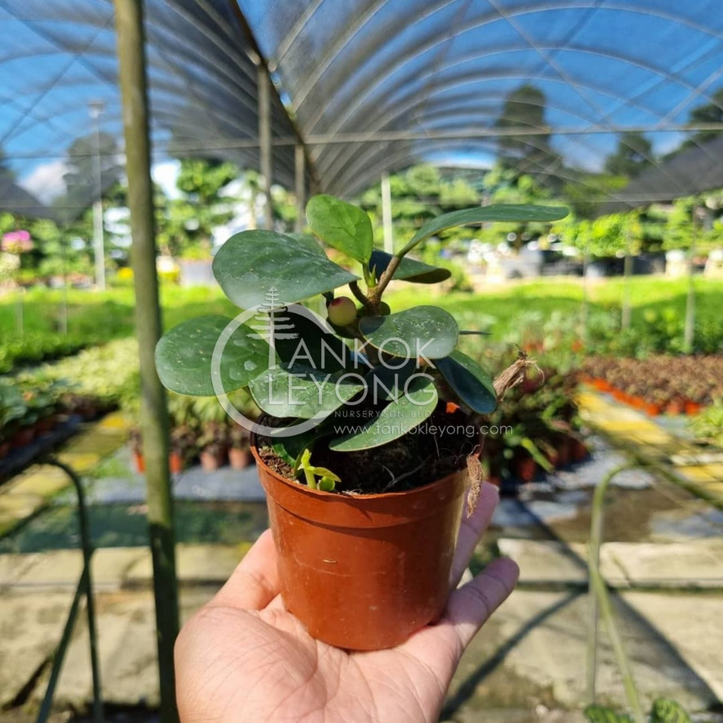 TKL - Ficus Diversifolia Mistletoe Fig 小盼菩提/菩提树 | Shopee Malaysia