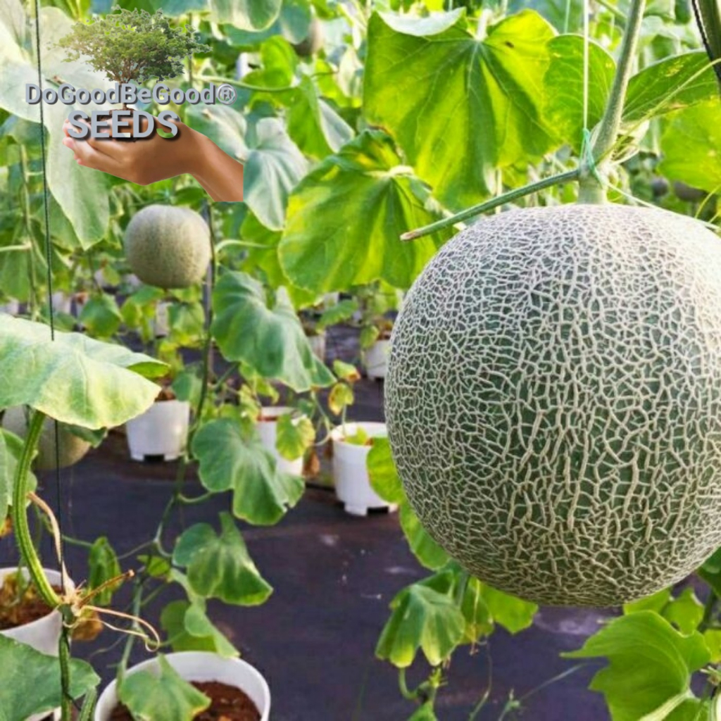 Rock Melon Seeds/Biji Benih Rock Melon | Shopee Malaysia