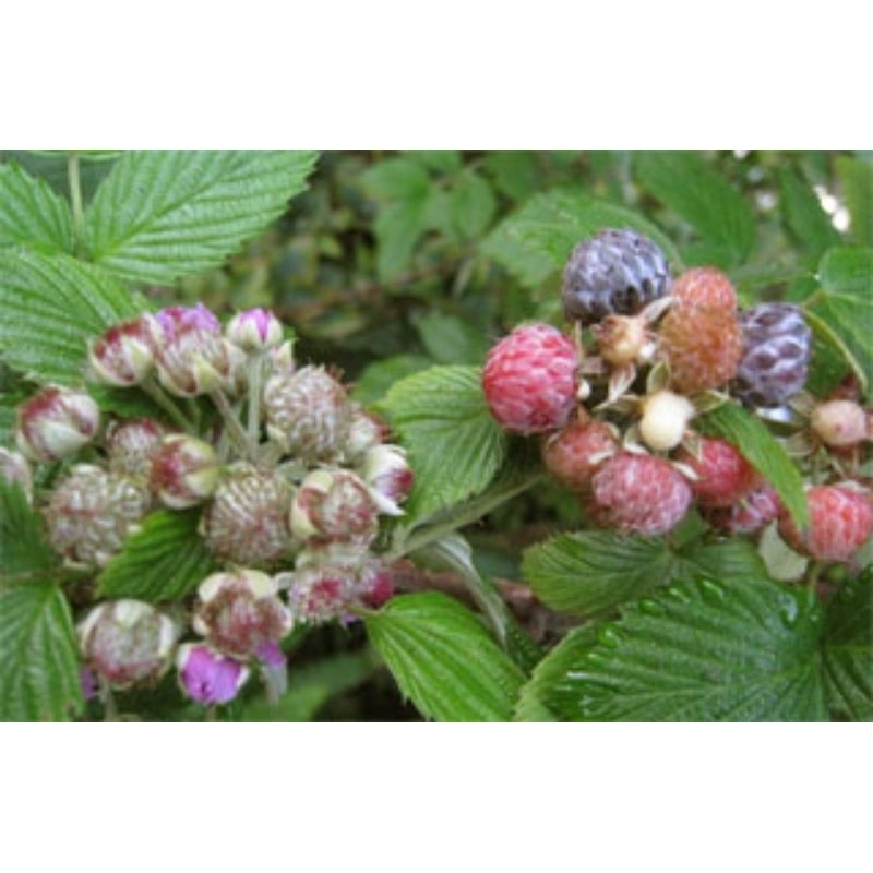 Tropical Raspberry@Mysore / Raspberry / Tropical Raspberries | Shopee ...