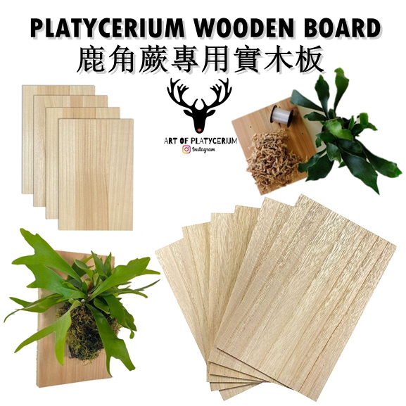Platycerium Staghorn Fern Plant Wooden Board Wooden Mounting Board