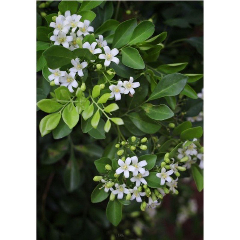 BG- Murraya paniculata / Pokok murraya / 七里香 [Real Plant/Live Plant ...