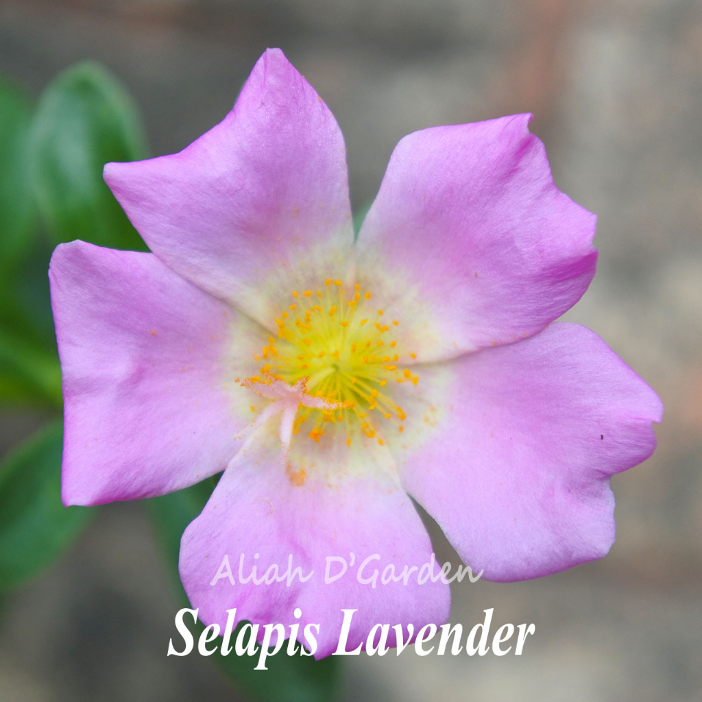 Ros Jepun/Rose Jepun Selapis PART 1 OF 2 | Shopee Malaysia