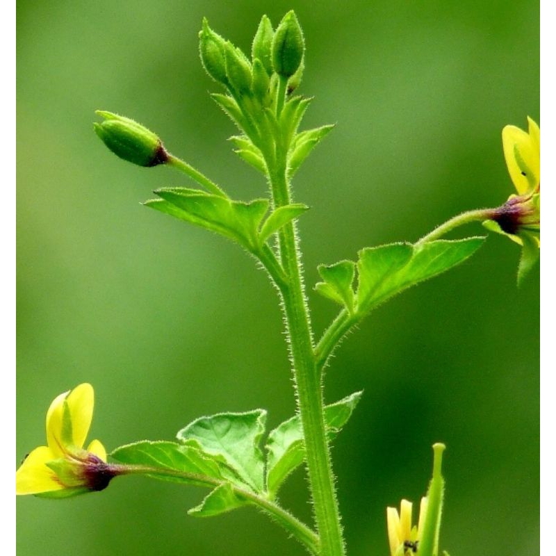 Buy Free Cleome Viscosa Asian Spider Flower Seeds Pods Biji Benih Maman Kuning